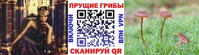 Псилоцибиновые грибы GOLDEN TEACHER  Богучар 